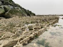 Prise de vue des gabions 6 mois après mise en service