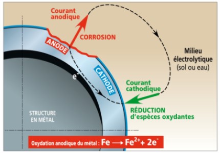 Évolution du potentiel de corrosion libre d'échantillons d'acier